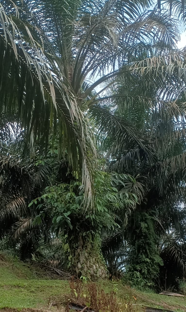 IMG-20250710-WA0038